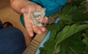 silkworms_image008