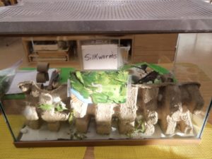 silkworms_image011